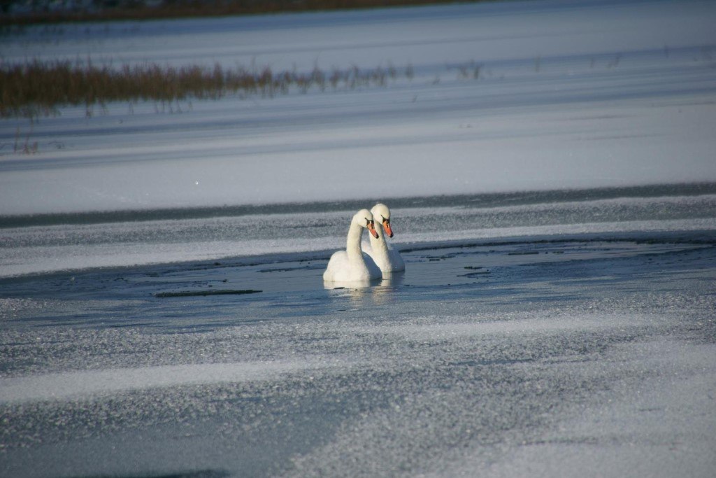 В Александровске на замерзшем пруду обнаружены два лебедя