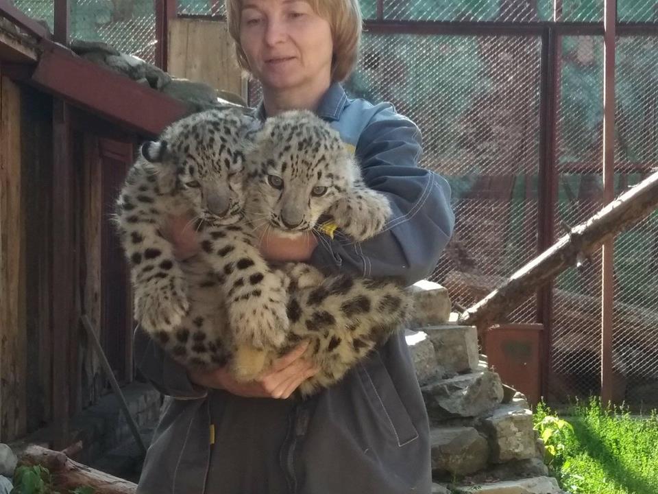 В Пермском зоопарке впервые показали недавно родившихся барсят