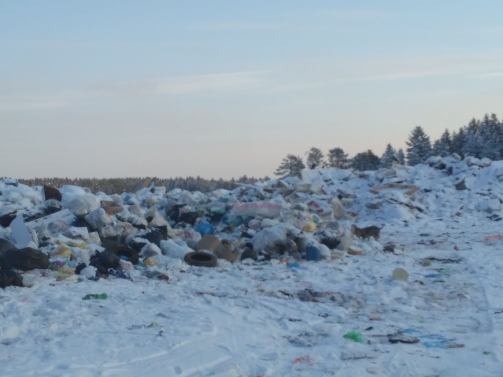 Пермские компании не платят за вывоз мусора. Нарушителям грозит штраф до четверти миллиона рублей