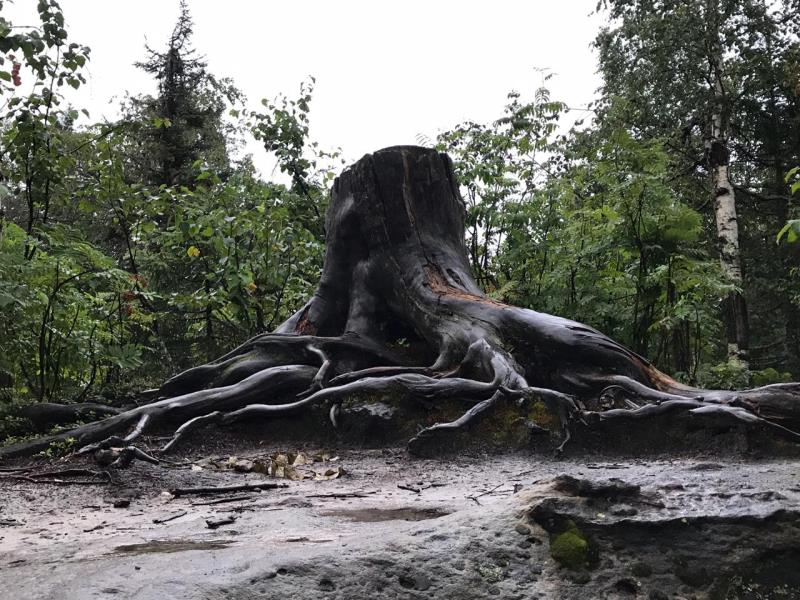 Минприроды Прикамья взяло на контроль вырубку деревьев в Каменном городе 