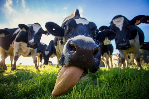 В Прикамье из-за неизвестного вируса погибли 78 коров 
