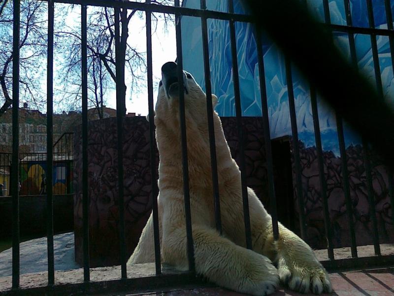 Расходы на строительство пермского зоопарка могут сократиться на 333,5 миллиона рублей