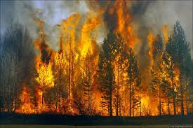 Крупный лесной пожар в Соликамском районе остановлен, сегодня его должны потушить окончательно