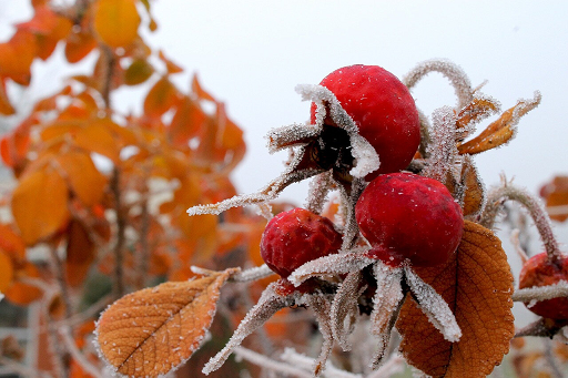 В Прикамье на этой неделе температура может опуститься до -31°С