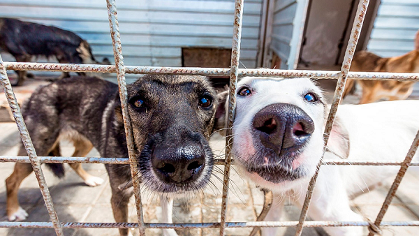 В мэрии Перми опровергли массовую гибель собак в приюте