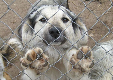 Пермский приют заплатит штраф за массовую гибель собак