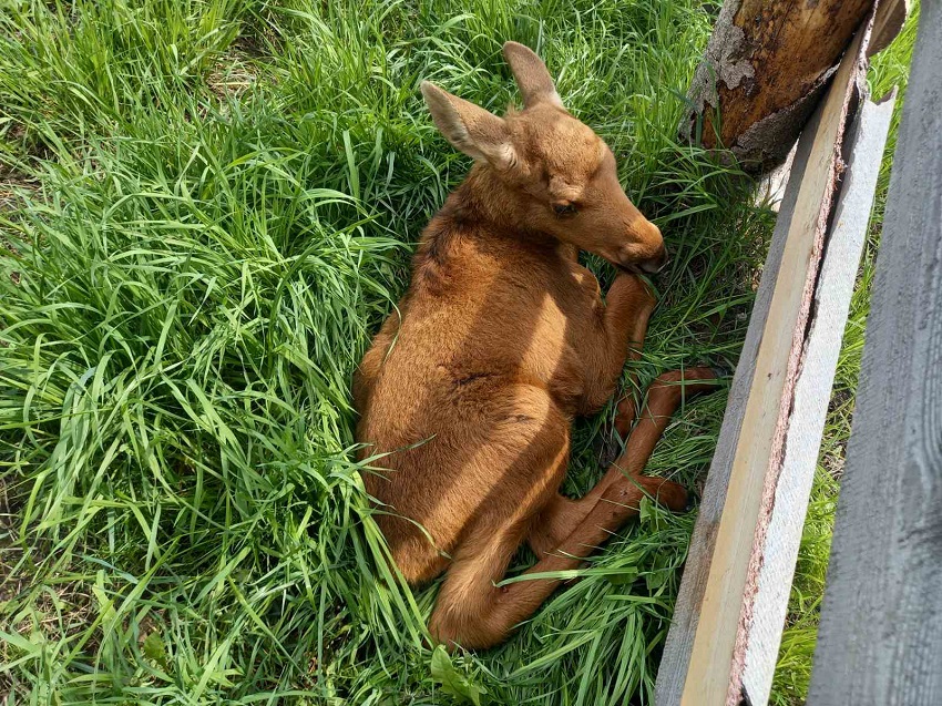 Житель Прикамья спас от бродячих собак новорожденного осиротевшего лосенка