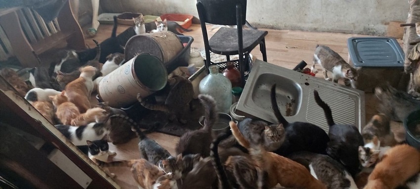 В пермской квартире, откуда спасли 77 кошек, еще 22 остаются в беде
