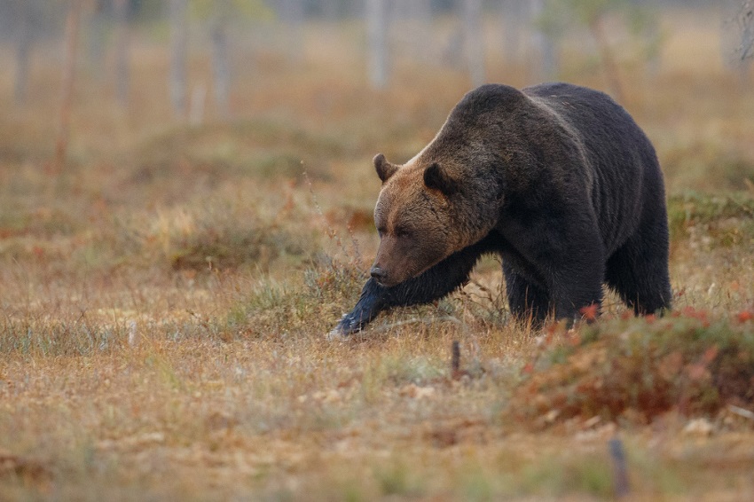 Специалист минприроды Прикамья Александр Порошин о выходе из спячки медведей на территории региона
