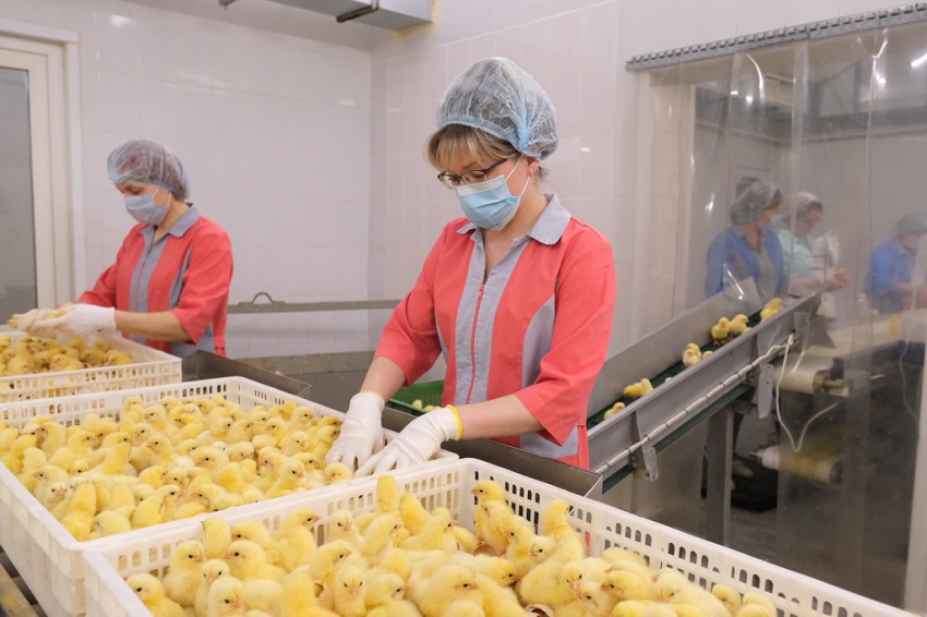 Татарский агрохолдинг планирует купить пермскую птицефабрику за 3 млрд рублей