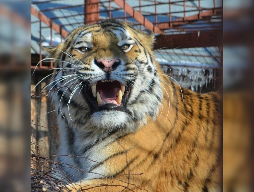 12 апреля животных пермского зоопарка угостят «космическими» блюдами