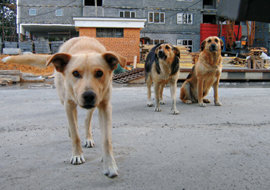 Власти готовы объявить чрезвычайное положение для отстрела безнадзорных собак, уверены зоозащитники
